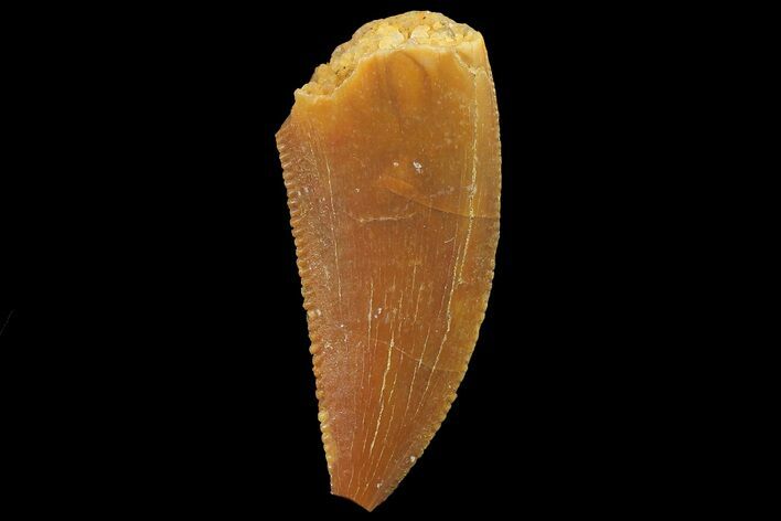 Serrated, Raptor Tooth - Real Dinosaur Tooth #179572